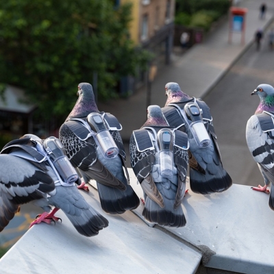 Pigeon Express